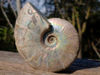 Polished Whole Iridescent Cleoniceras Ammonite Fossil x 1 From Tulear, Madagascar