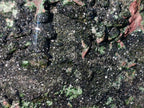 Natural Libethenite Crystals on Dolomite Matrix Specimen x 1 From Kolwezi, Congo