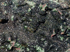 Natural Libethenite Crystals on Dolomite Matrix Specimen x 1 From Kolwezi, Congo