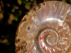 Polished Opalized Ammolite Cleoniceras Ammonite Fossil x 1 From Tulear, Madagascar