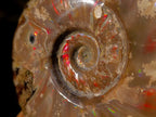 Polished Opalized Ammolite Cleoniceras Ammonite Fossil x 1 From Tulear, Madagascar