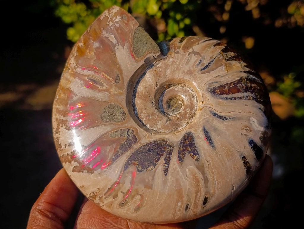 Polished Opalized Ammolite Cleoniceras Ammonite Fossil x 1 From Tulear, Madagascar