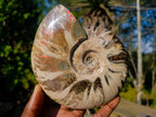 Polished Opalized Ammolite Cleoniceras Ammonite Fossil x 1 From Tulear, Madagascar