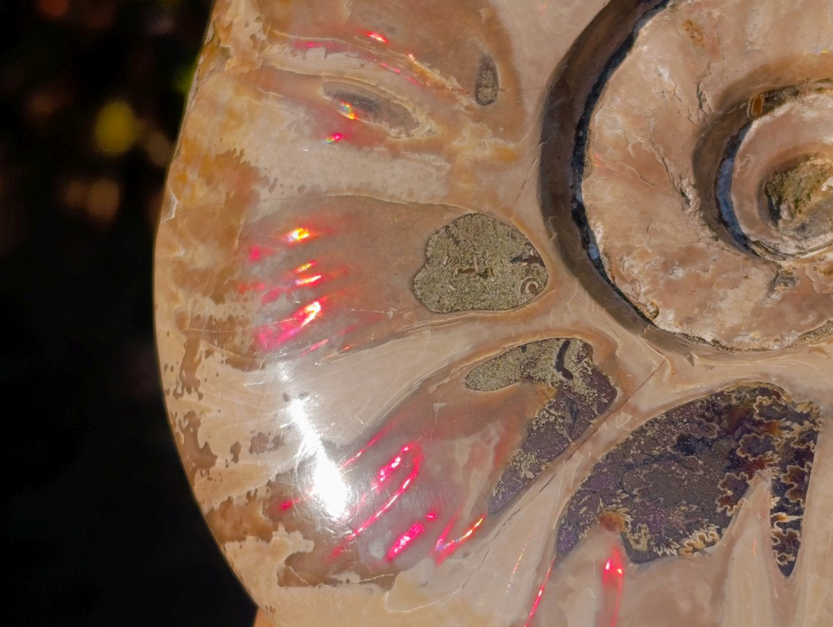 Polished Opalized Ammolite Cleoniceras Ammonite Fossil x 1 From Tulear, Madagascar
