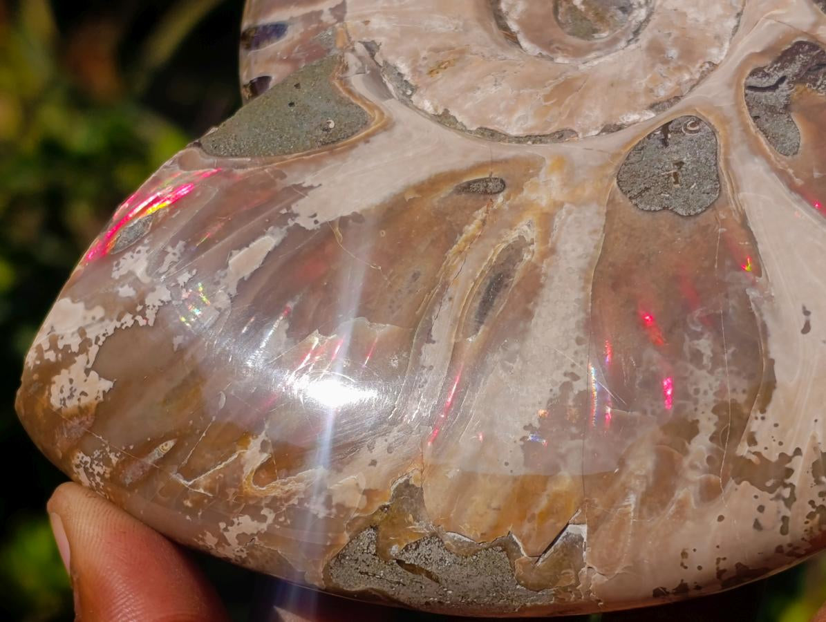 Polished Opalized Ammolite Cleoniceras Ammonite Fossil x 1 From Tulear, Madagascar