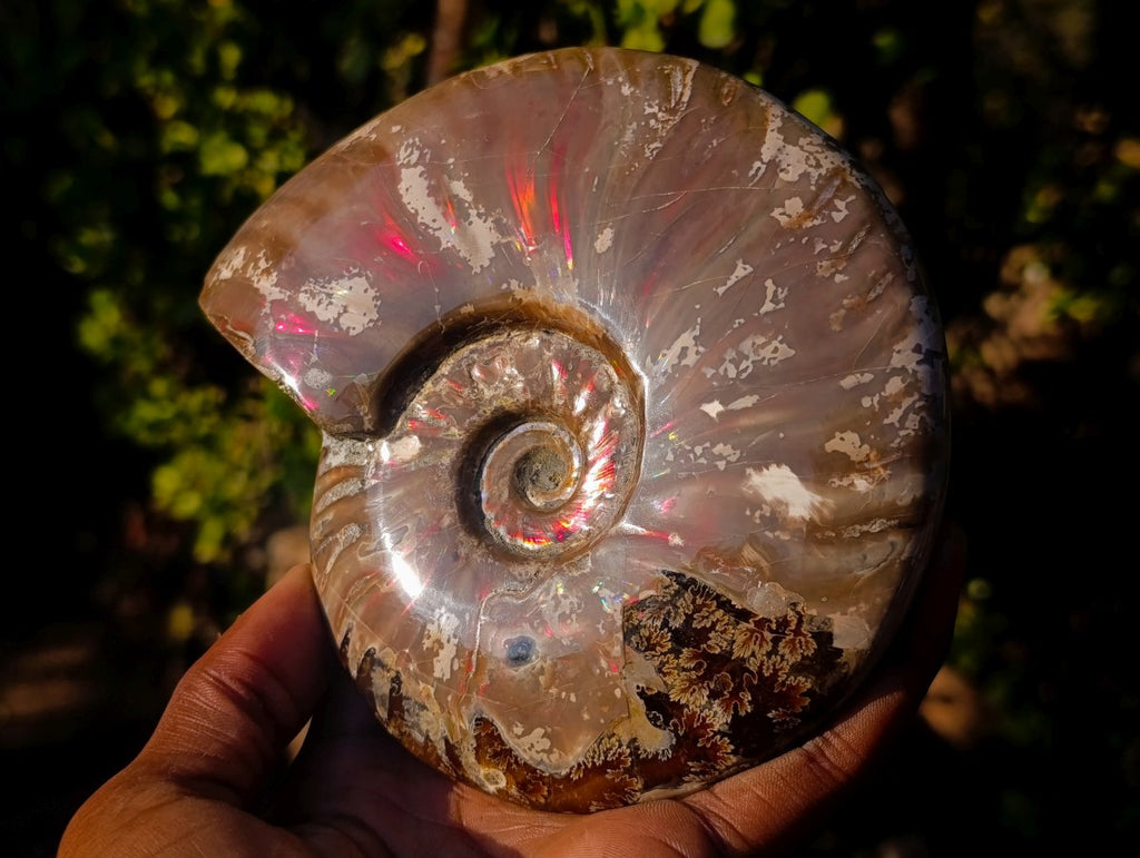 Polished Opalized Ammolite Cleoniceras Ammonite Fossil x 1 From Tulear, Madagascar