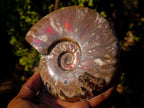 Polished Opalized Ammolite Cleoniceras Ammonite Fossil x 1 From Tulear, Madagascar
