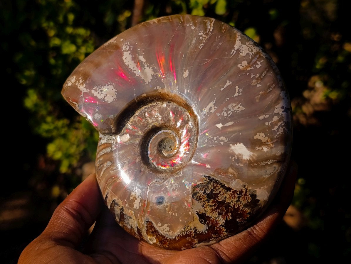 Polished Opalized Ammolite Cleoniceras Ammonite Fossil x 1 From Tulear, Madagascar