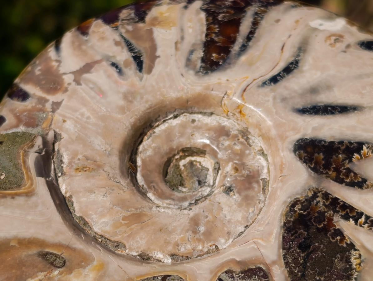 Polished Opalized Ammolite Cleoniceras Ammonite Fossil x 1 From Tulear, Madagascar