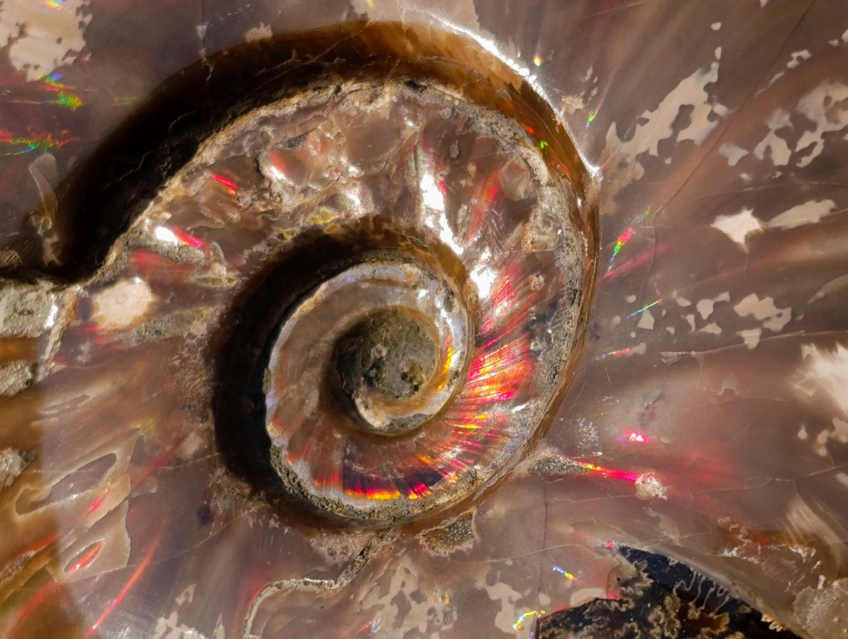 Polished Opalized Ammolite Cleoniceras Ammonite Fossil x 1 From Tulear, Madagascar