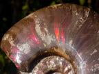 Polished Opalized Ammolite Cleoniceras Ammonite Fossil x 1 From Tulear, Madagascar
