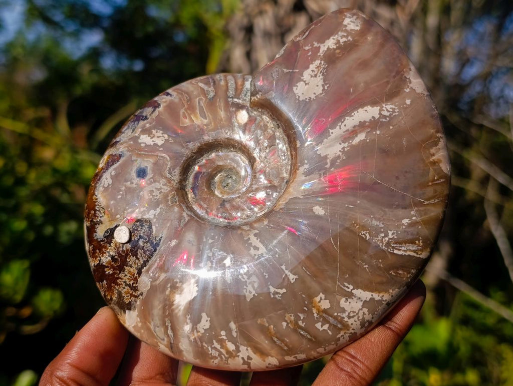 Polished Opalized Ammolite Cleoniceras Ammonite Fossil x 1 From Tulear, Madagascar