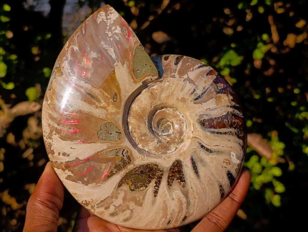 Polished Opalized Ammolite Cleoniceras Ammonite Fossil x 1 From Tulear, Madagascar