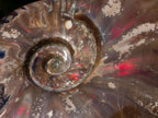 Polished Opalized Ammolite Cleoniceras Ammonite Fossil x 1 From Tulear, Madagascar