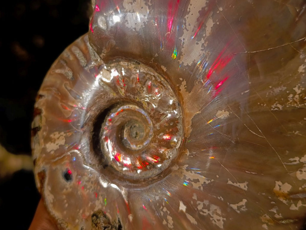Polished Opalized Ammolite Cleoniceras Ammonite Fossil x 1 From Tulear, Madagascar