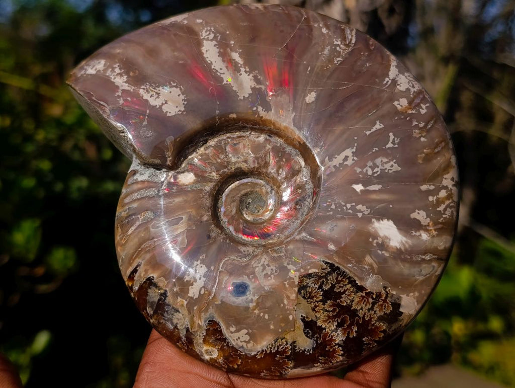 Polished Opalized Ammolite Cleoniceras Ammonite Fossil x 1 From Tulear, Madagascar