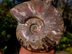 Polished Opalized Ammolite Cleoniceras Ammonite Fossil x 1 From Tulear, Madagascar