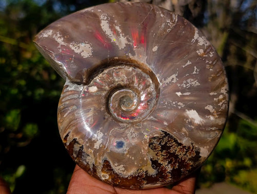 Polished Opalized Ammolite Cleoniceras Ammonite Fossil x 1 From Tulear, Madagascar