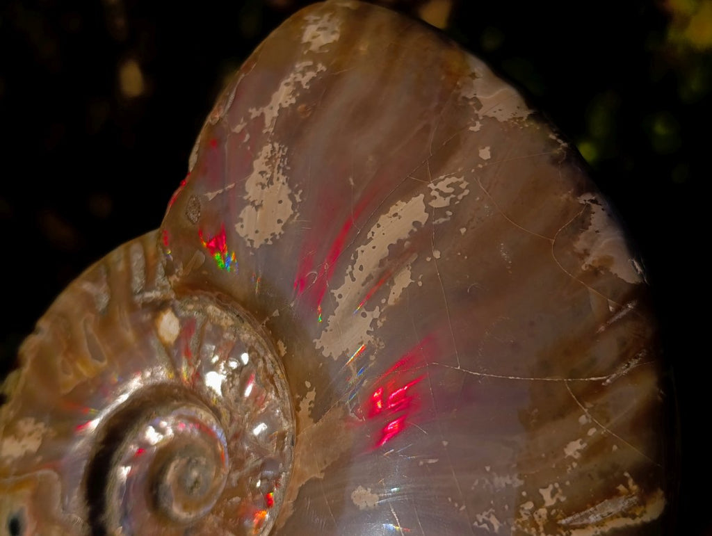 Polished Opalized Ammolite Cleoniceras Ammonite Fossil x 1 From Tulear, Madagascar