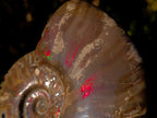 Polished Opalized Ammolite Cleoniceras Ammonite Fossil x 1 From Tulear, Madagascar