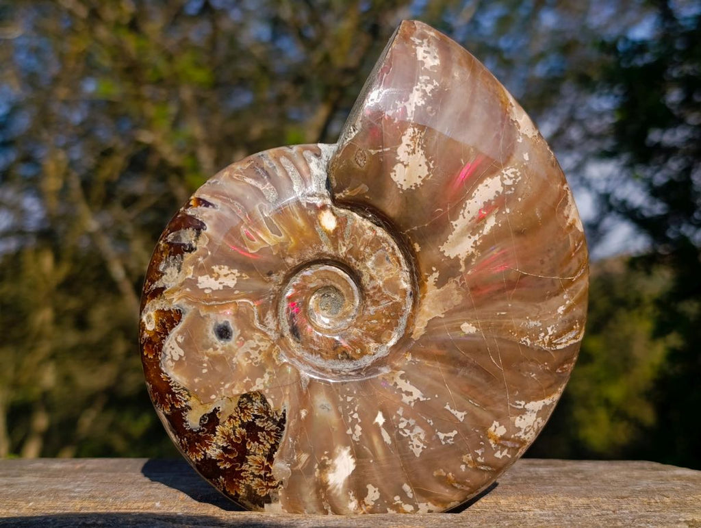 Polished Opalized Ammolite Cleoniceras Ammonite Fossil x 1 From Tulear, Madagascar