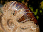 Polished Opalized Ammolite Cleoniceras Ammonite Fossil x 1 From Tulear, Madagascar