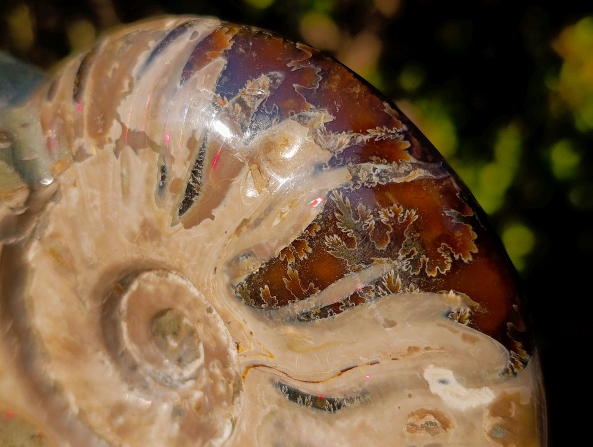 Polished Opalized Ammolite Cleoniceras Ammonite Fossil x 1 From Tulear, Madagascar