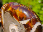 Polished Cabinet Size Cymatoceras Nautilus Ammonite Fossil x 1 From Tulear, Madagascar