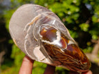 Polished Cabinet Size Cymatoceras Nautilus Ammonite Fossil x 1 From Tulear, Madagascar