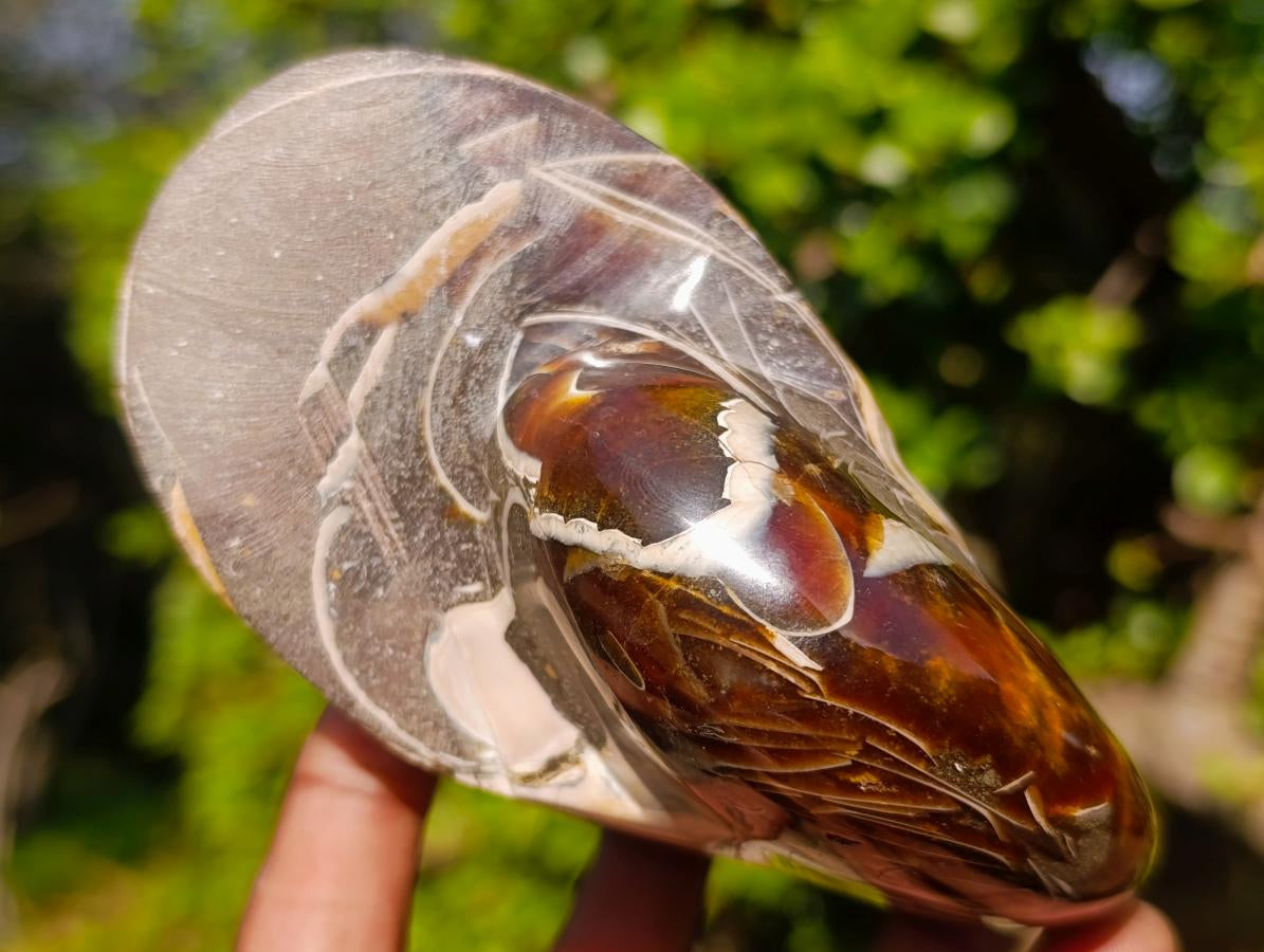 Polished Cabinet Size Cymatoceras Nautilus Ammonite Fossil x 1 From Tulear, Madagascar