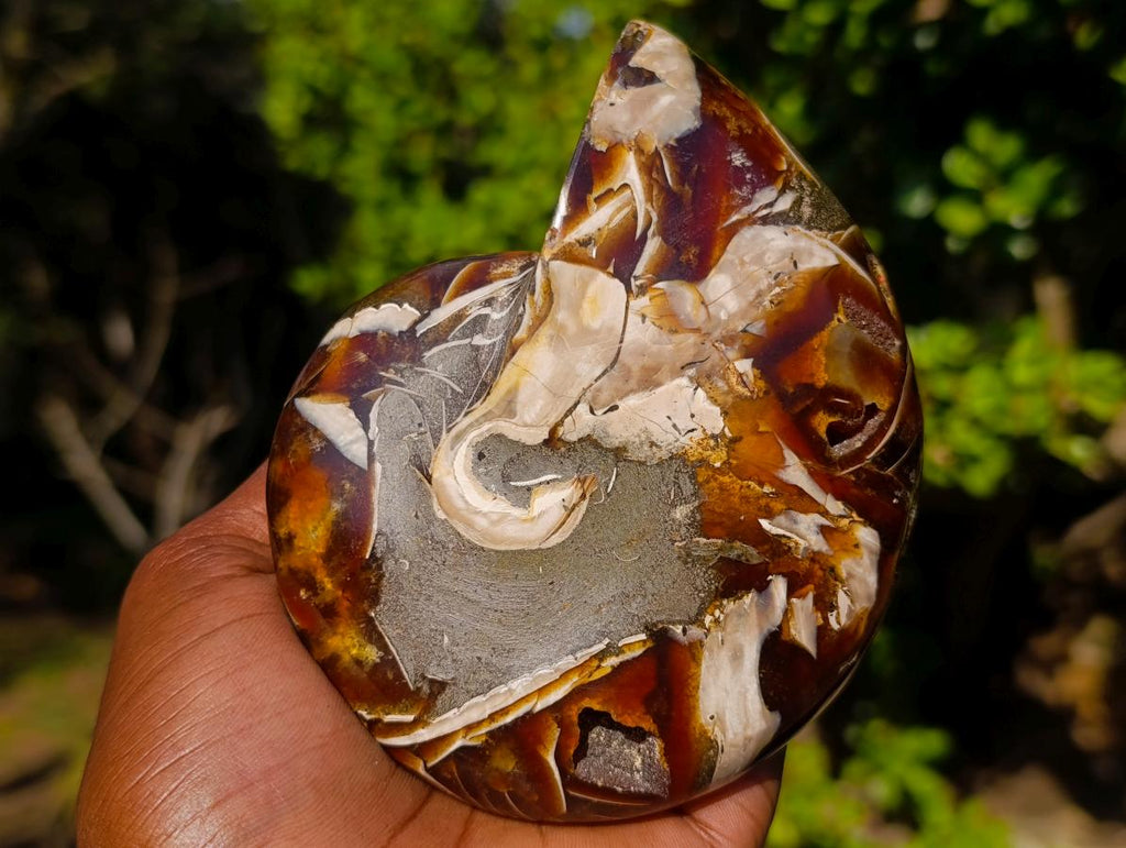 Polished Cabinet Size Cymatoceras Nautilus Ammonite Fossil x 1 From Tulear, Madagascar