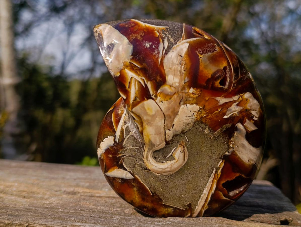Polished Cabinet Size Cymatoceras Nautilus Ammonite Fossil x 1 From Tulear, Madagascar