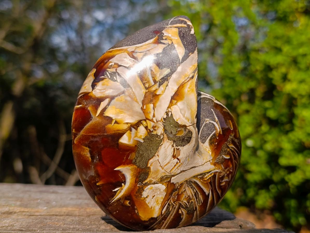 Polished Cabinet Size Cymatoceras Nautilus Ammonite Fossil x 1 From Tulear, Madagascar