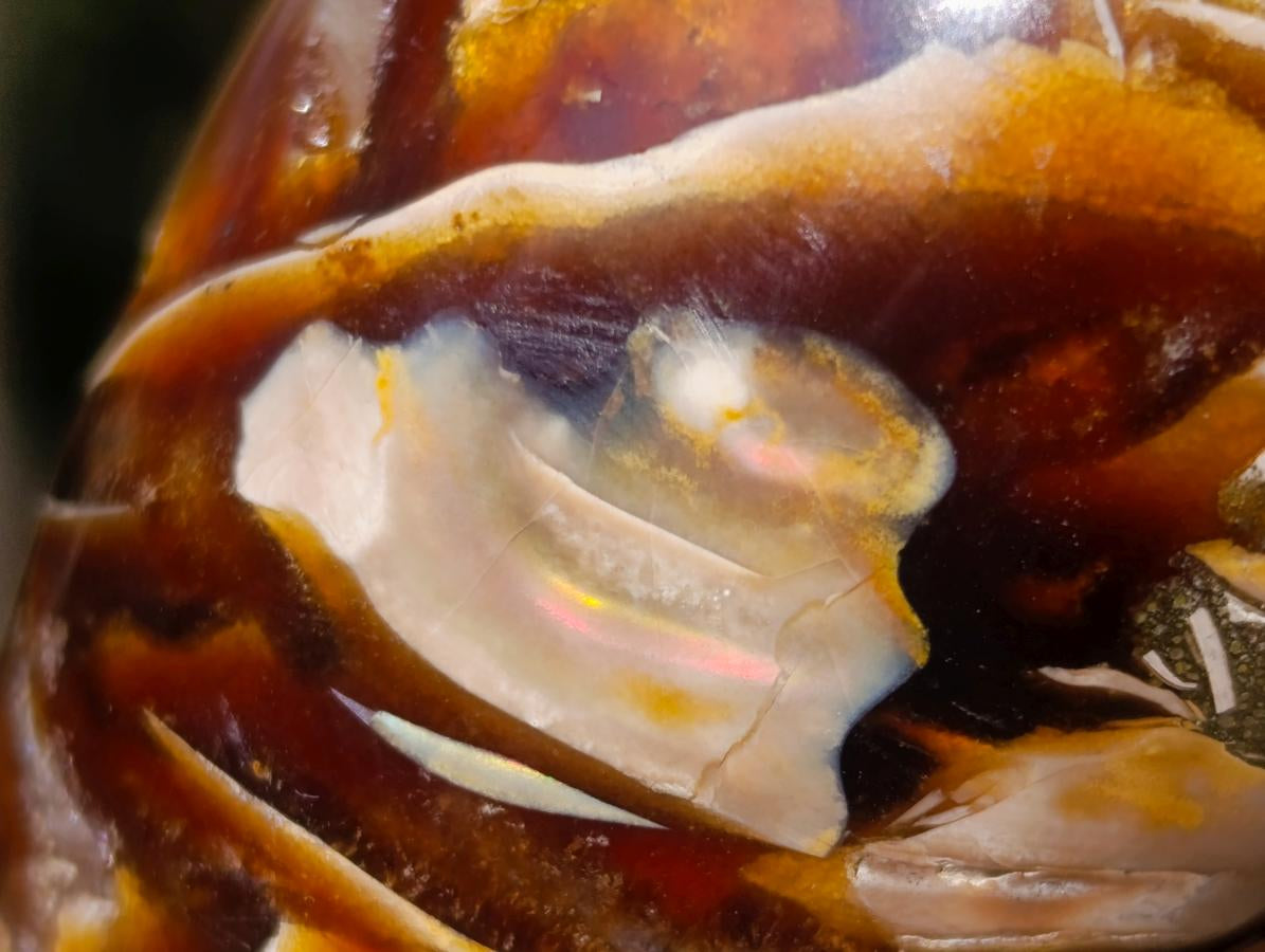 Polished Cabinet Size Cymatoceras Nautilus Ammonite Fossil x 1 From Tulear, Madagascar