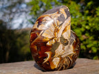 Polished Cabinet Size Cymatoceras Nautilus Ammonite Fossil x 1 From Tulear, Madagascar