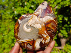 Polished Cabinet Size Cymatoceras Nautilus Ammonite Fossil x 1 From Tulear, Madagascar