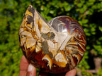 Polished Cabinet Size Cymatoceras Nautilus Ammonite Fossil x 1 From Tulear, Madagascar