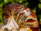 Polished Cabinet Size Cymatoceras Nautilus Ammonite Fossil x 1 From Tulear, Madagascar