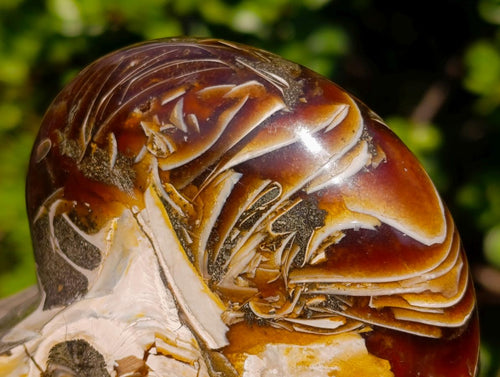 Polished Cabinet Size Cymatoceras Nautilus Ammonite Fossil x 1 From Tulear, Madagascar