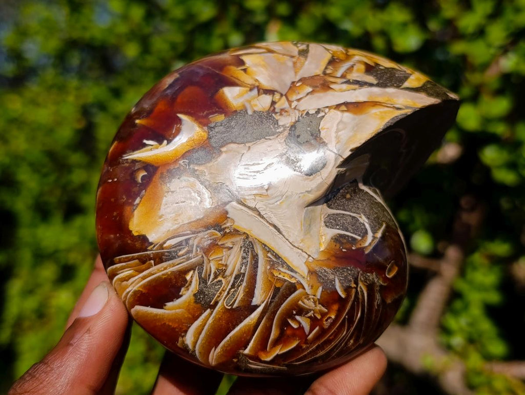 Polished Cabinet Size Cymatoceras Nautilus Ammonite Fossil x 1 From Tulear, Madagascar