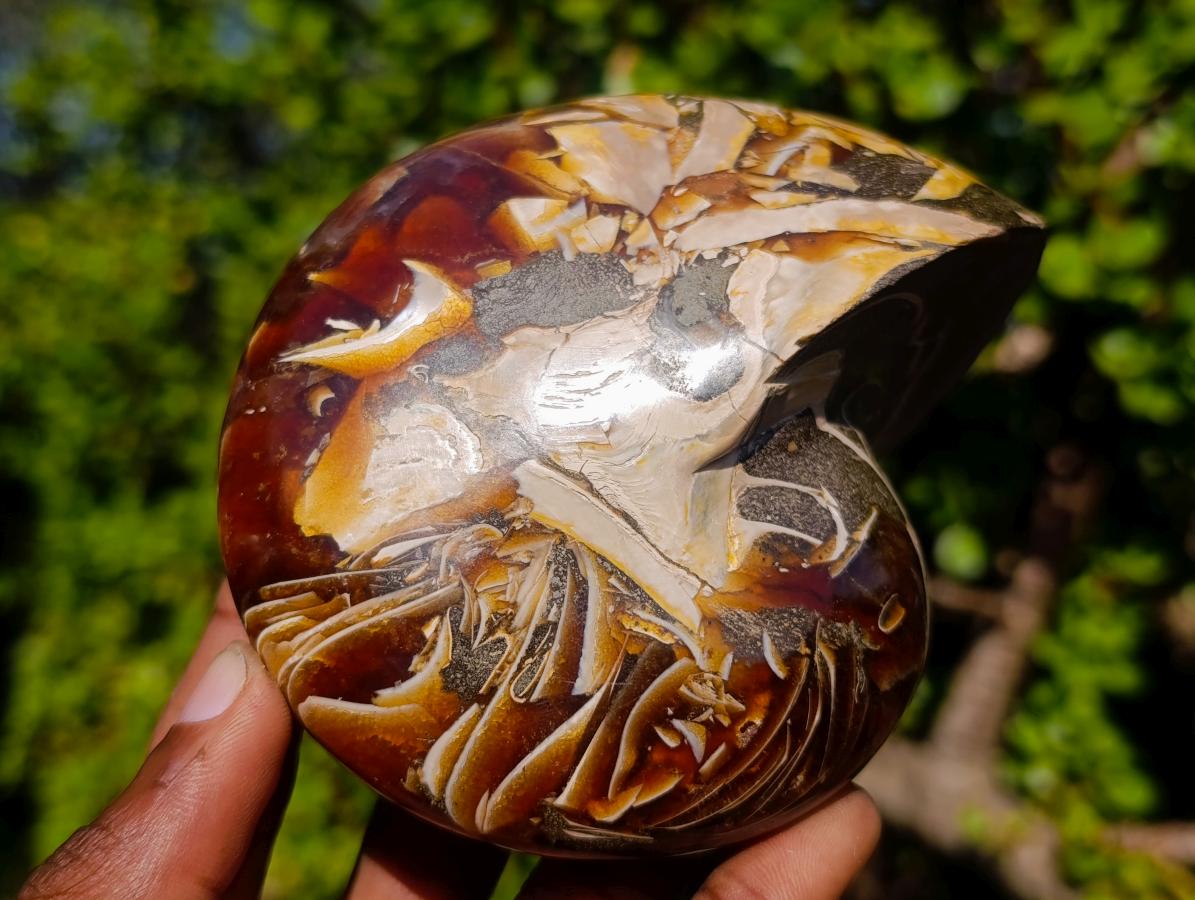 Polished Cabinet Size Cymatoceras Nautilus Ammonite Fossil x 1 From Tulear, Madagascar
