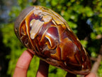 Polished Cabinet Size Cymatoceras Nautilus Ammonite Fossil x 1 From Tulear, Madagascar