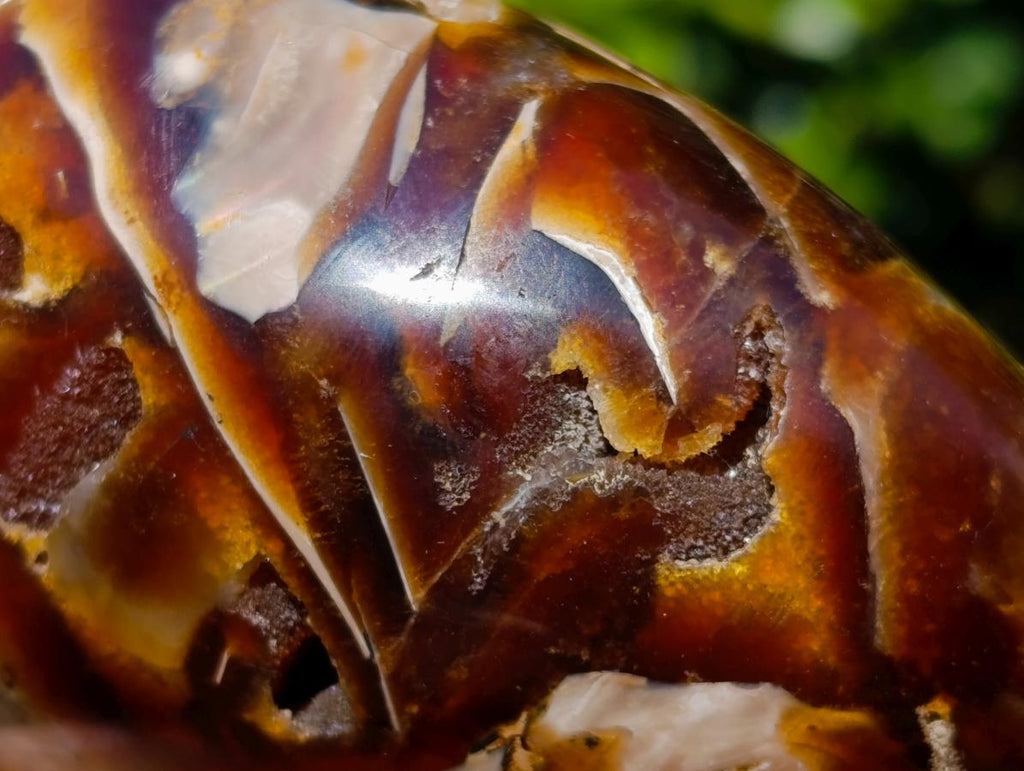 Polished Cabinet Size Cymatoceras Nautilus Ammonite Fossil x 1 From Tulear, Madagascar