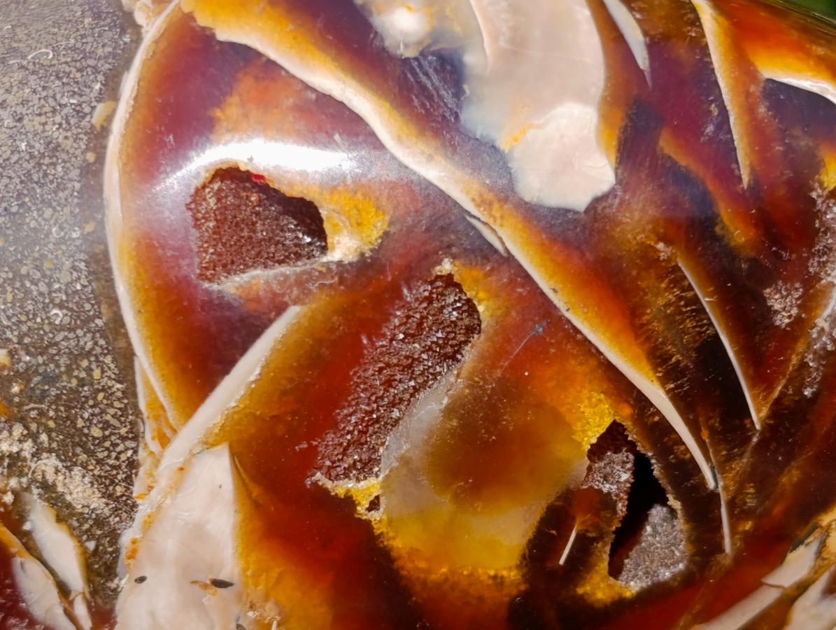 Polished Cabinet Size Cymatoceras Nautilus Ammonite Fossil x 1 From Tulear, Madagascar