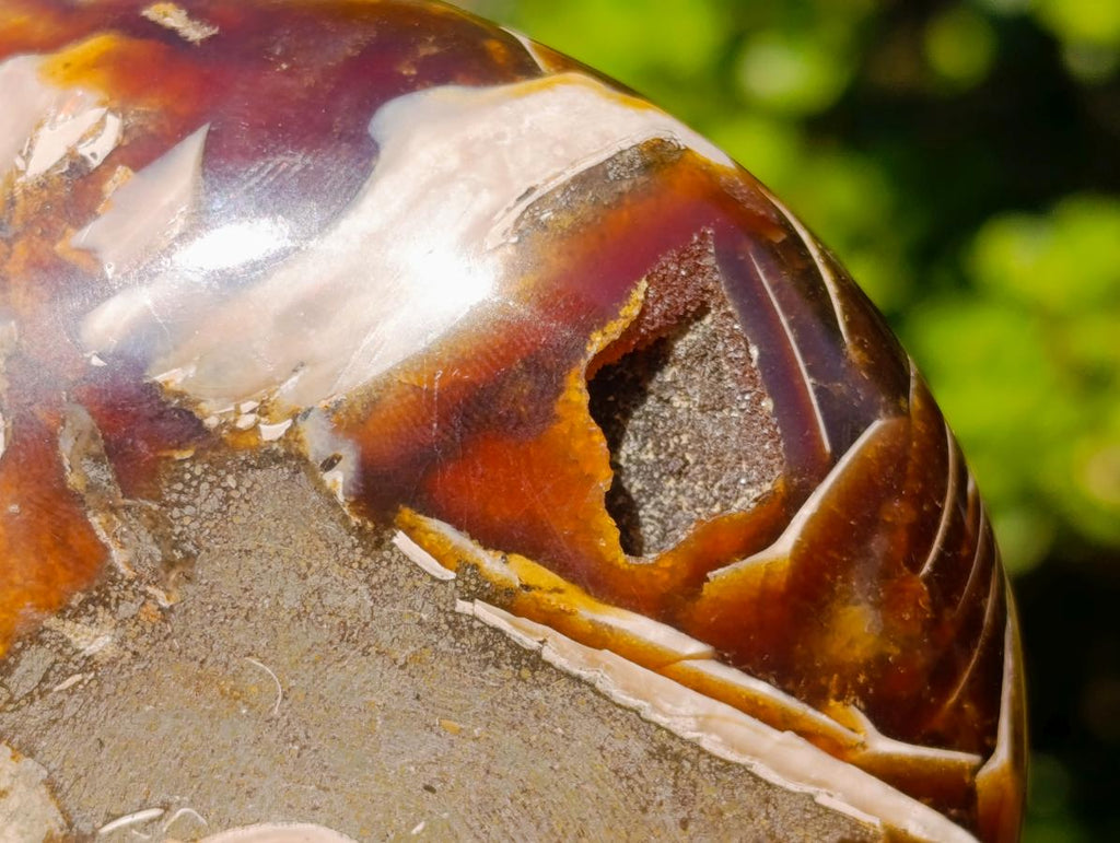 Polished Cabinet Size Cymatoceras Nautilus Ammonite Fossil x 1 From Tulear, Madagascar