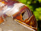 Polished Cabinet Size Cymatoceras Nautilus Ammonite Fossil x 1 From Tulear, Madagascar