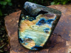Polished Blue Flash Labradorite Standing Display Piece x 1 From Tulear, Madagascar