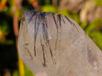 Polished Clear Quartz Crystal with Schorl Black Tourmaline Crystal Inclusions x 1 From Madagascar