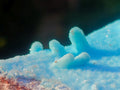 Natural Stalagmitic Drusy Coated Chrysocolla Specimen on Dolomite x 1 From Likasi, Congo
