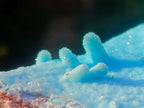 Natural Stalagmitic Drusy Coated Chrysocolla Specimen on Dolomite x 1 From Likasi, Congo